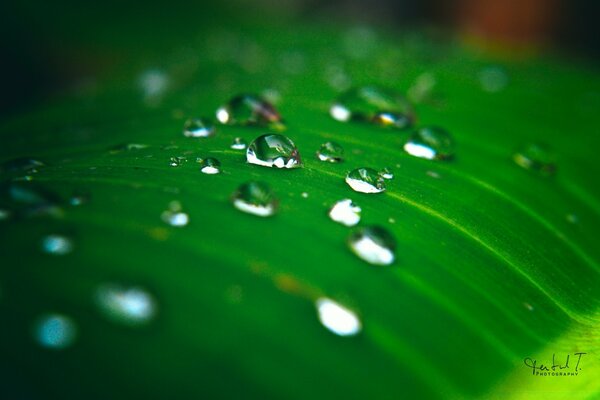 Gotas de água na folha