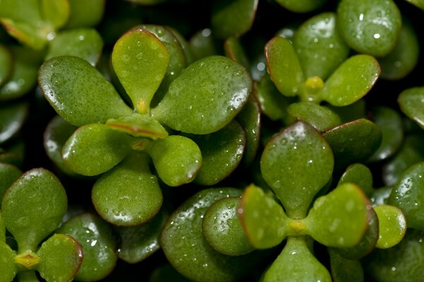 La planta es un alimento para los herbívoros