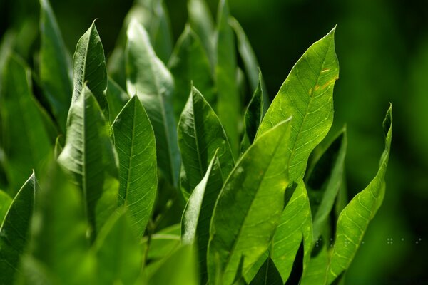 Photo of green leaves in the light