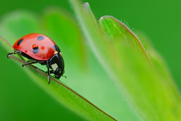 Felicità lentamente strisciando coccinella