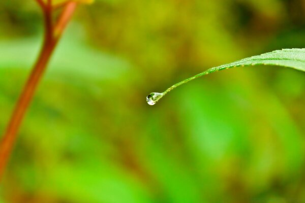 A dewdrop drips from a green leaf