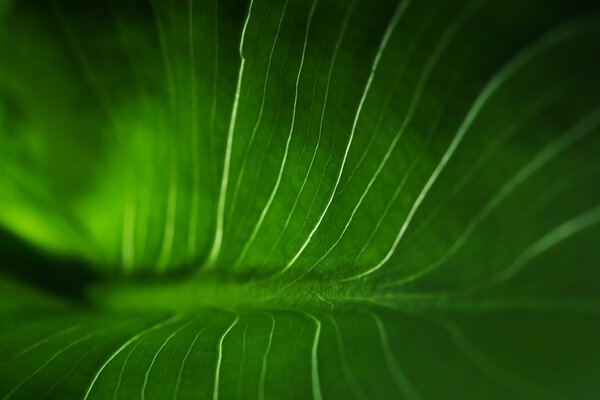 Macro de la hoja verde bajo la luz