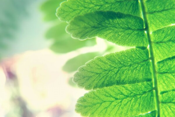 Beautiful green paparotnik leaves