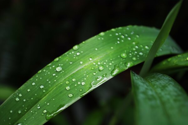 Beautiful dewdrops after the rain