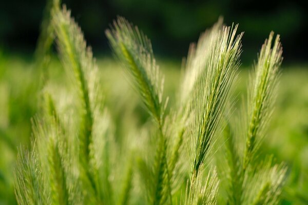 Épis de blé vert sur le champ