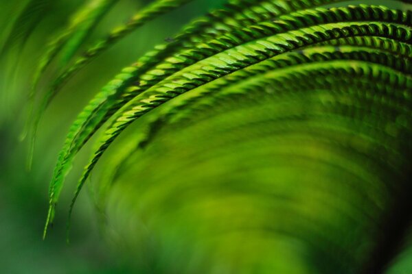 Leaves of the green plant macro