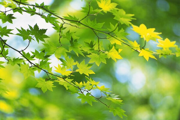 Bright green maple leaves