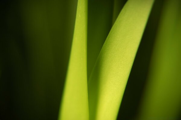 Leaves of the green plant macro