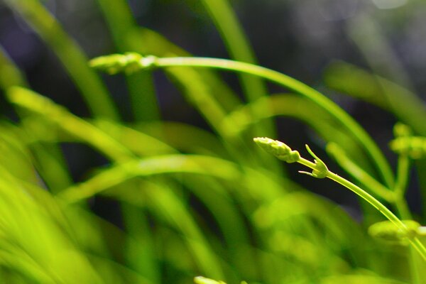 Green garden. Grass is growing