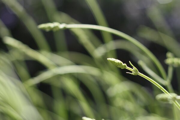 Green spikelets of a plant in a meadow