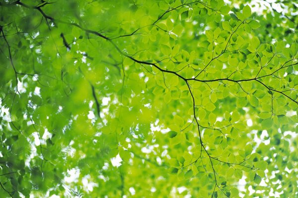 An overhanging thickly green tree branch