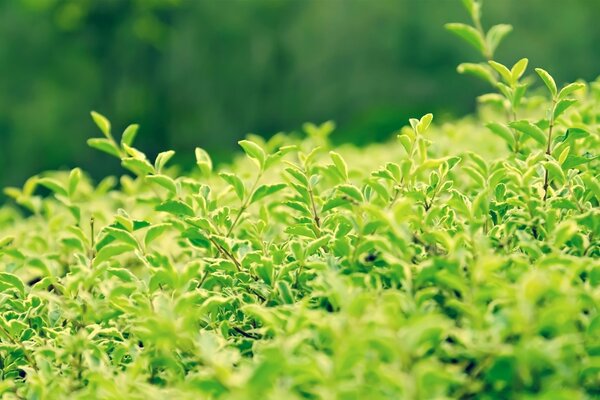 Green foliage of shrubs in the sun