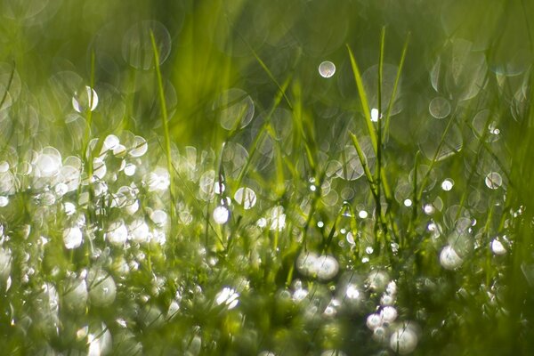 Tautropfen auf dem Gras