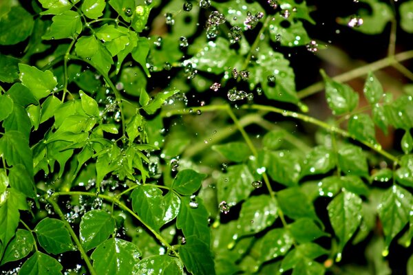 Gotas de chuva escorrem na folhagem