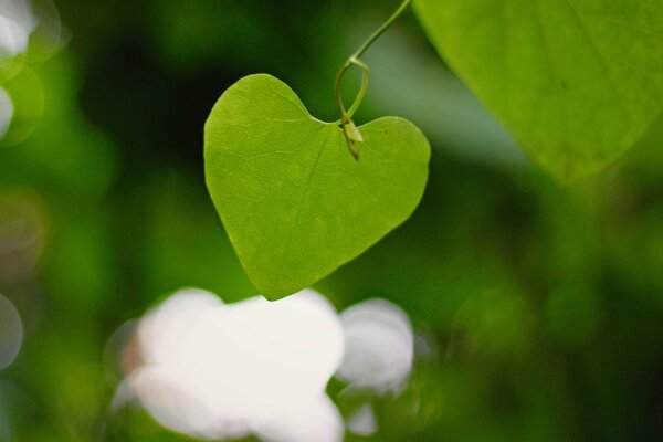 Hoja verde en forma de corazón