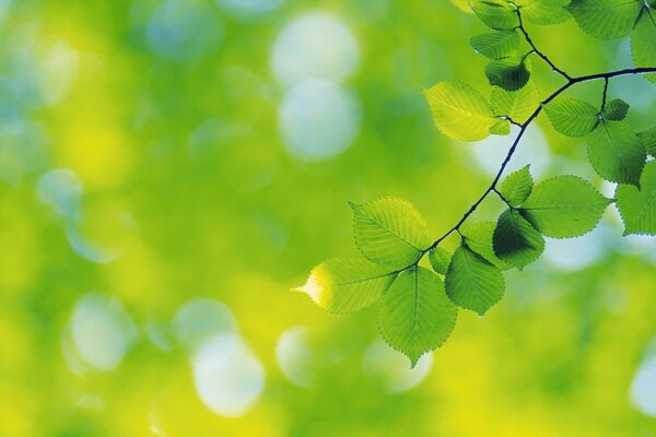 Flowing emerald light from young greenery