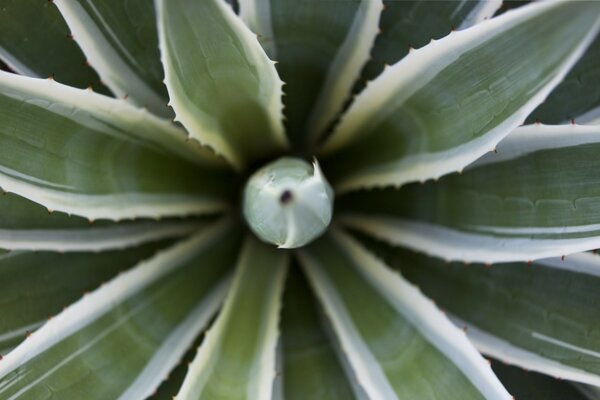 Flora Kaktüs Succulent Makro