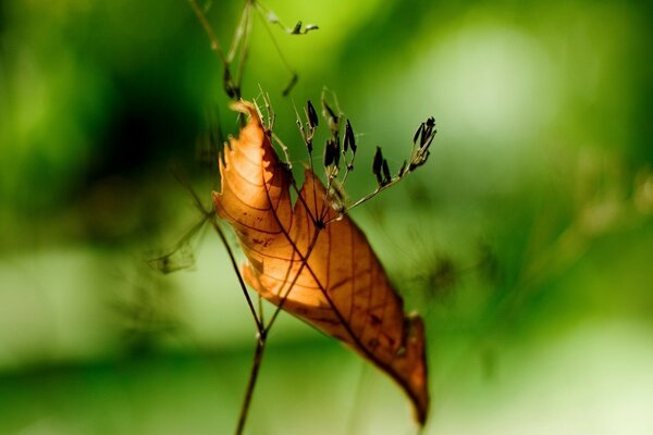 Autumn leaf on a green background