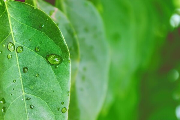 Foglia verde con gocce di rugiada