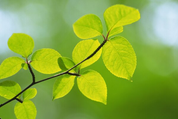 Rama de la planta rama de la naturaleza