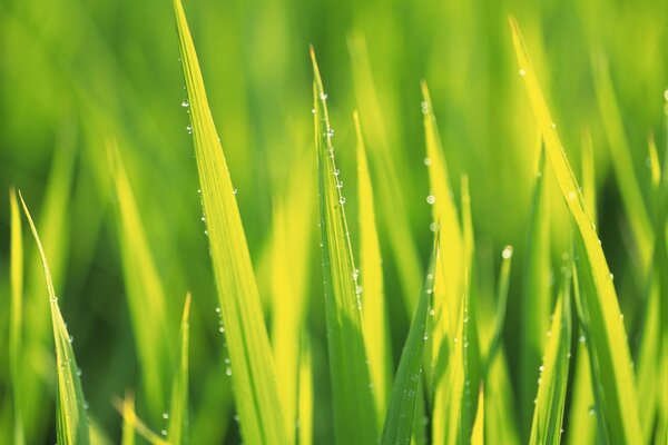 Hierba verde con gotas de rocío