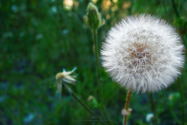 White large dandelion and chamomile