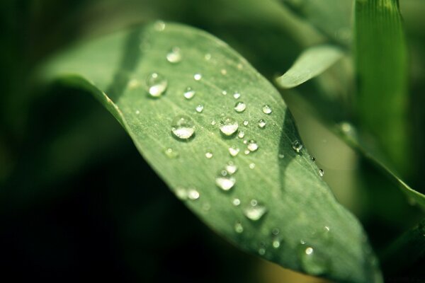 Gotas de orvalho nas folhas da grama