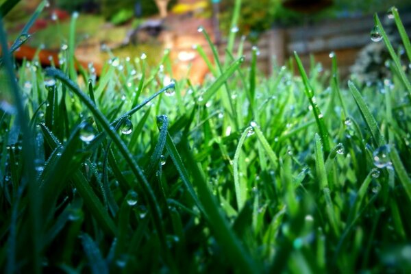 Herbe de pelouse avec de la rosée