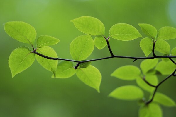 Natürliche Pflanzen. Flora der Natur