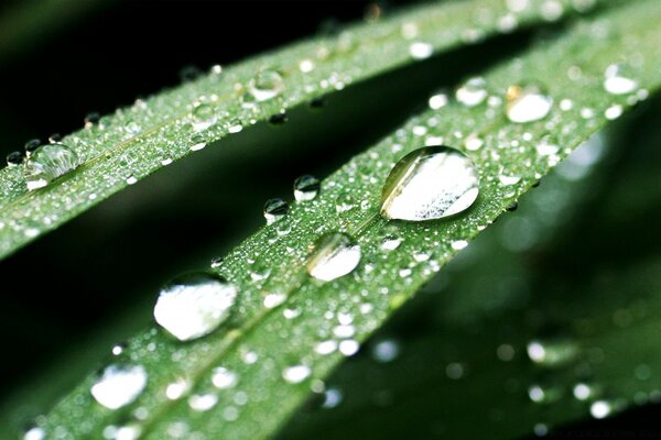 Gotas de rocío Matutinas transparentes como una lágrima