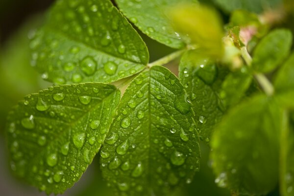 Rosée du matin sur une feuille tremblante