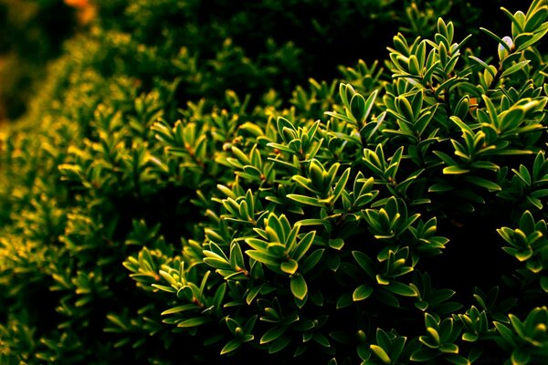 Imagem estética de plantas do jardim