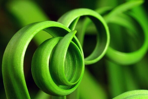 Erba verde filata a spirale