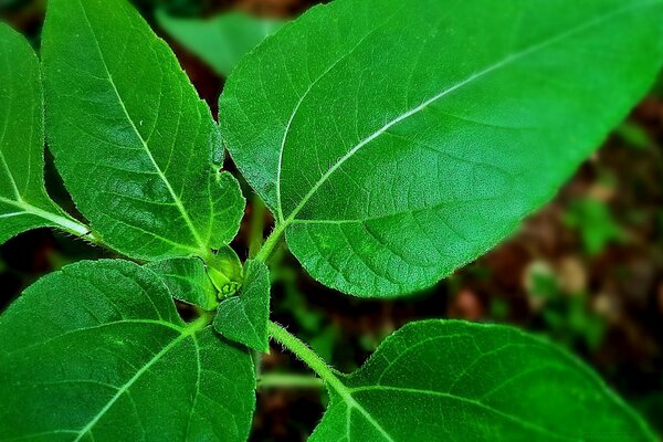 Sale innaffia il cibo guarda