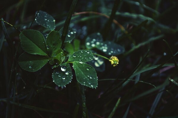 Kcapli de pluie sur la fleur