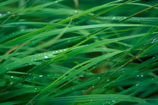 Dew droplets on the leaves of the sedge