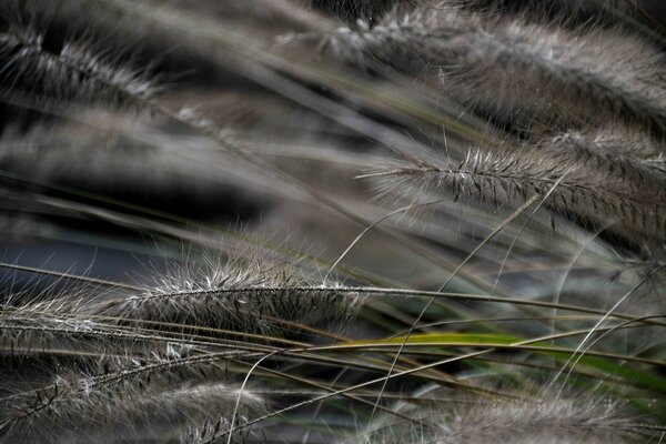 Plantas de primer plano en macro