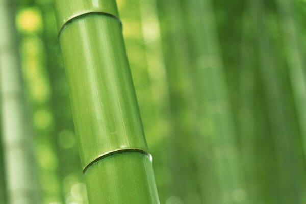 Linhas rígidas de bambu verde