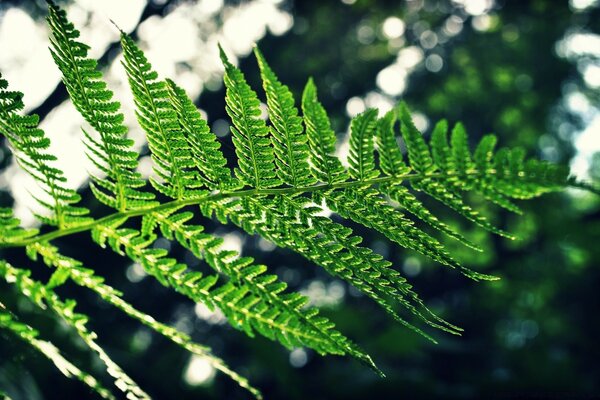 Foresta decidua ricoperta di fogliame