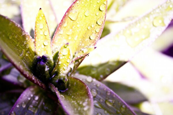 Plant leaves in the sun with dew