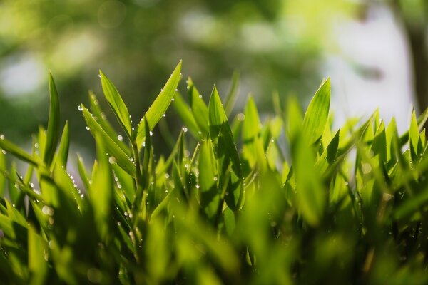 Verde jovem cresce com um tapete grosso