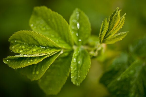 Green branch with currant leaves