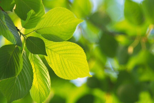 Feuilles vertes sur un arbre d été