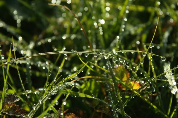 Raindrops on the grass