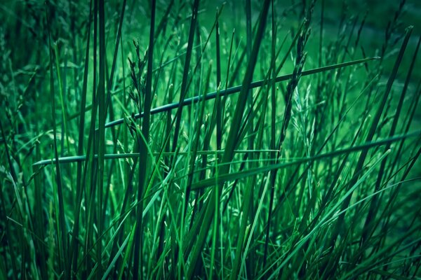 Green grass under blue light