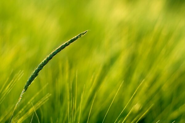 Plantas no campo. Grama verde