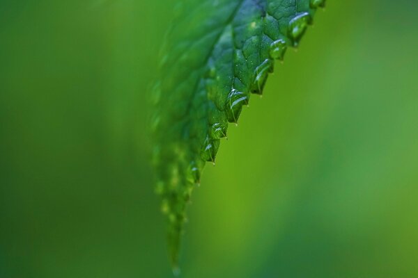 Gouttes de pluie sur une feuille verte