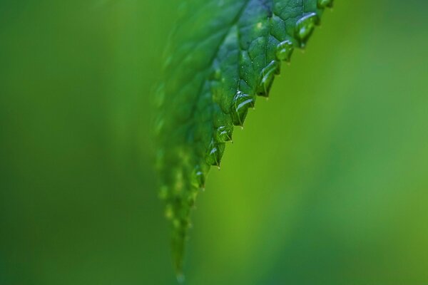 Yeşil yaprak üzerinde yağmur damlaları