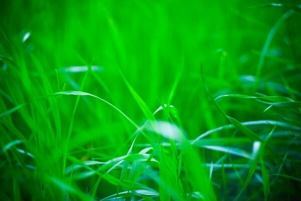 Privacidad con la naturaleza ... hierba verde