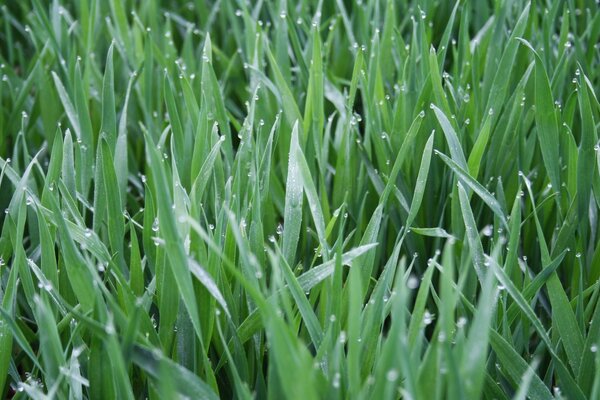 Grama verde em gotas de orvalho